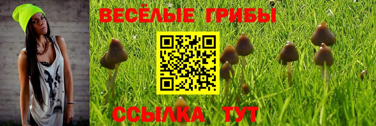 Вольск  Псилоцибиновые грибы MAGIC MUSHROOMS  Вход с VPN 